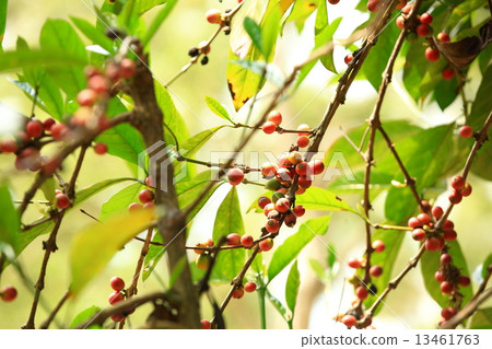 coffee beans grow on tree  13461763