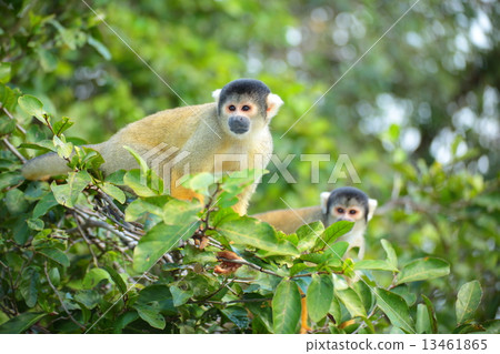 猴子 13461865