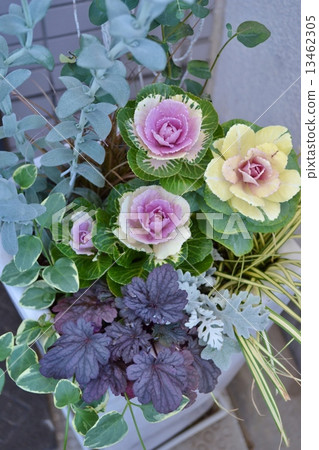 Group planting of leaf buttons 13462305