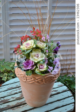 葉鈕扣禮品種植 13462306