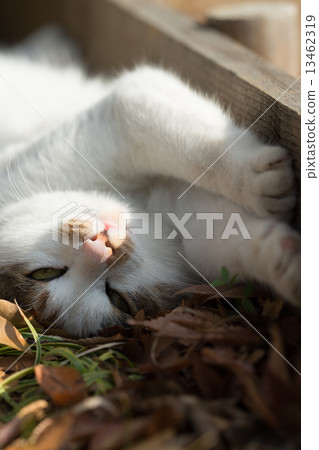 Grasshopper 13462319