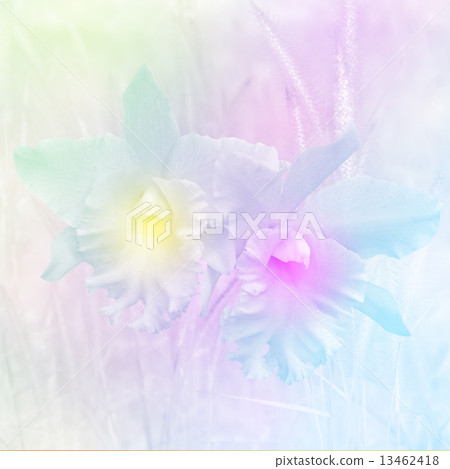 Closed-up of Cattleya Orchids ( Cattleya John Lindley) with Soft Focus Color Filtered. Closed-up of Cattleya Orchids ( Cattleya John Lindley) with Soft Focus Color Filtered. 13462418