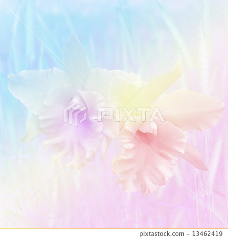 Closed-up of Cattleya Orchids ( Cattleya John Lindley) with Soft Focus Color Filtered. 13462419