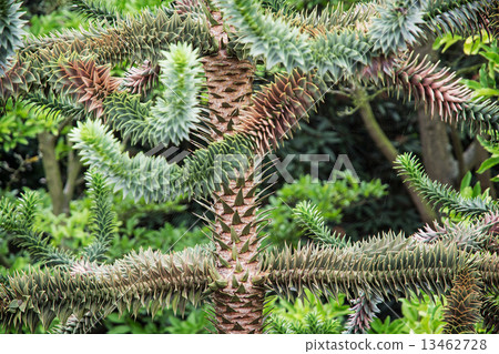Monkey tail tree (Araucaria araucana) 13462728
