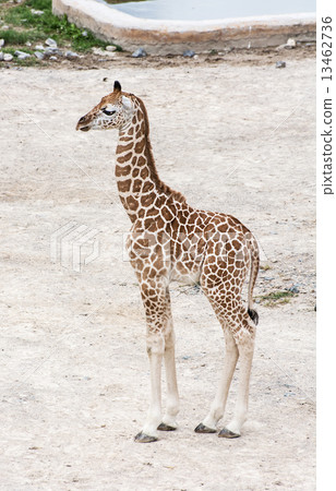 Baby giraffe 13462736