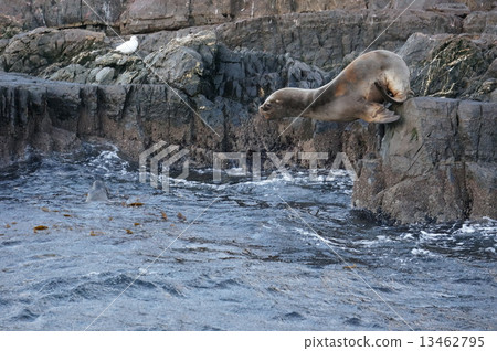 Seal jump Seal jump 13462795