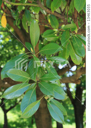 Tubonoke離開 13463035