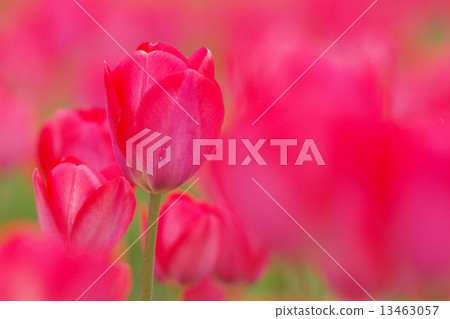 Fantastic red tulip Fantastic red tulip 13463057