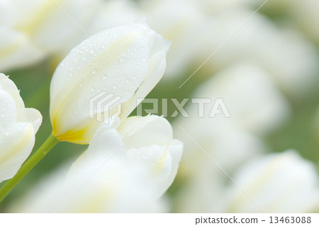 Fantastic white tulips and drops 13463088