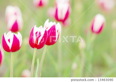 Red purple tulip 13463090