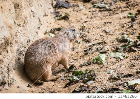 One Black-tailed prairie dog 13463260