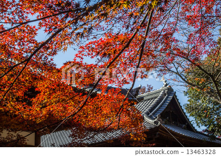 Inuyama Rakuin秋葉 13463328