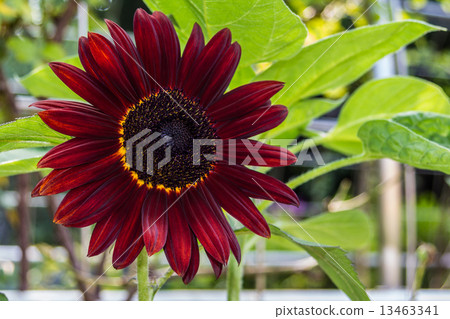 Black sunflower Blood red 13463341