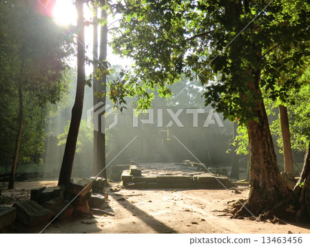 Cambodia Angkor Wat forest 13463456