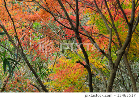Autumn leaves in Yoro valley 13463517