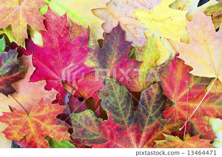 Autumn maple leaves 13464471