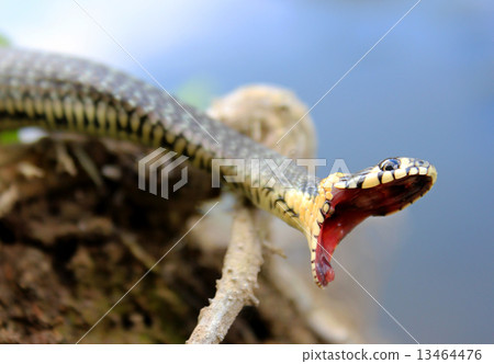 Natrix. Snake . 13464476