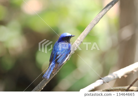 藍鳥 13464665
