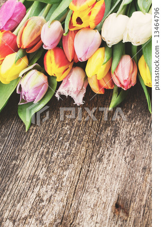 pile  of multicolored  tulips 13464796