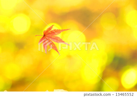 銀杏和紅葉 13465552