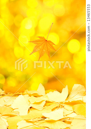 銀杏和紅葉 13465553