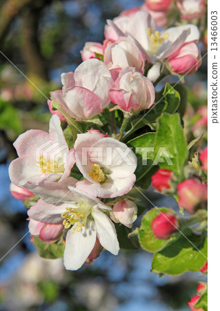 Apple blossoms in spring 13466003