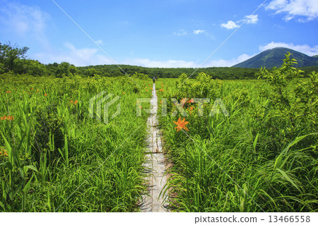 Nikkowige and a tree path Nikkowige and a tree path 13466558