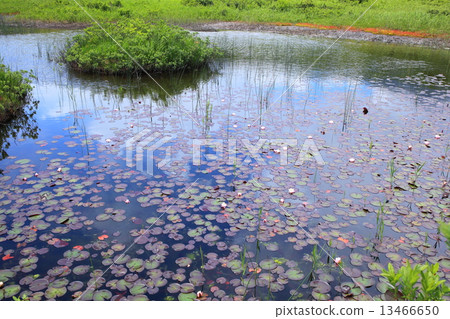 Water lily of Tashihira Mire Water lily of Tashihira Mire 13466650