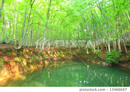 Beech forest and pond in beautiful forest 13466687