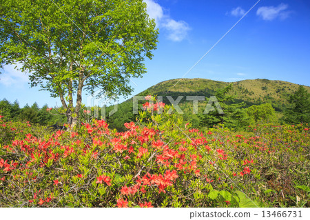 Marugame與Renge Azalea和Yu 13466731