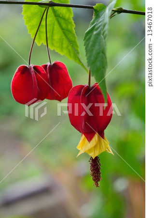 Ukitsuriboku (Abutilon) 13467018