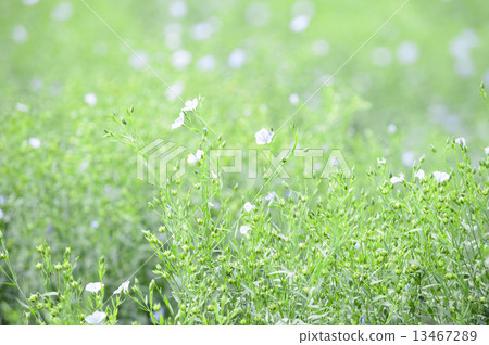 flax flax 13467289