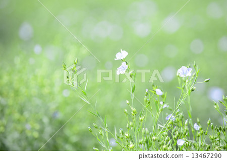 flax flax 13467290