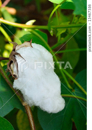 Cotton before harvest 13467386
