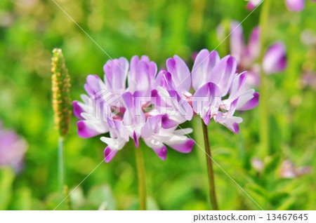 Renge 13467645
