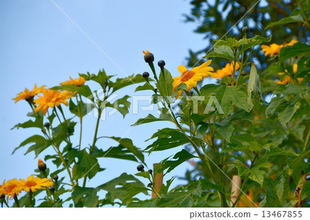 Nitobekiku Nitobekiku 13467855