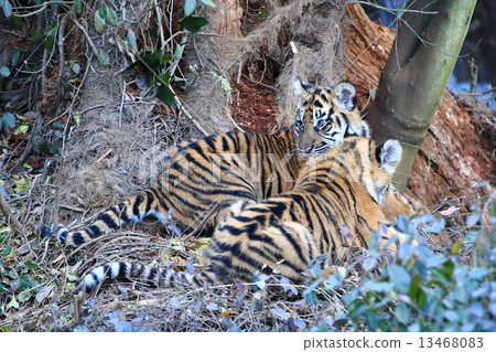 Tiger's baby brothers 13468083