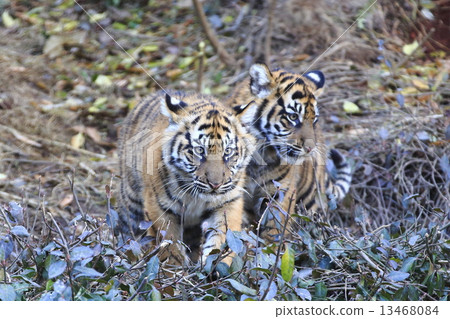 Tiger's baby brothers 13468084