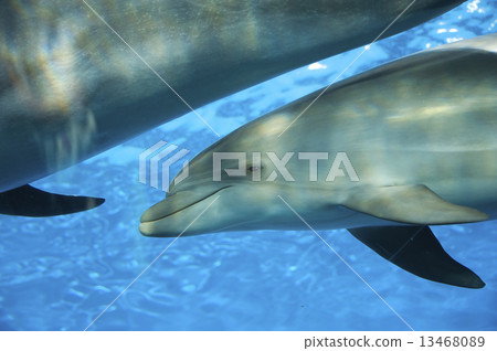 Parent and child of dolphin Parent and child of dolphin 13468089