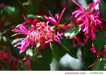 Safflower Tokiwamansaku flowers 13468191