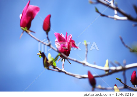 Shimokuren flowers in the blue sky 13468219