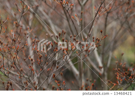 After the flowers of Daeda Dengoshi and Buds After the flowers of Daeda Dengoshi and Buds 13468421