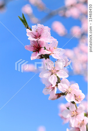 Momono 13468450