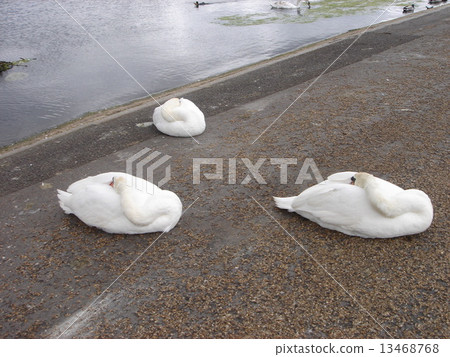Swan of London · Hyde Park 13468768