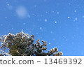 Powder Snow 13469392