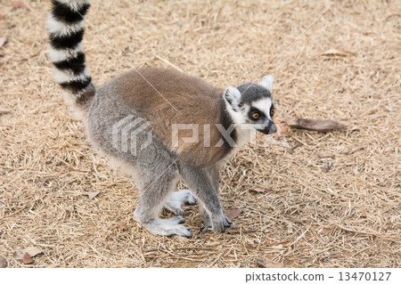 Warm lemur who warms up with a stove Warm lemur who warms up with a stove 13470127