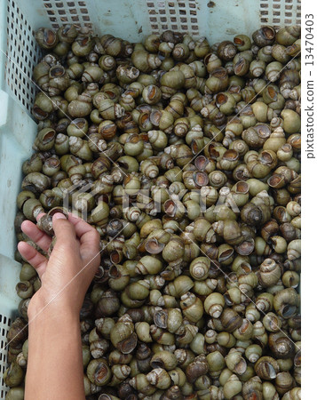 A shellfish shellfish (Siem Reap / Cambodia) A shellfish shellfish (Siem Reap / Cambodia) 13470403