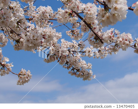 Sky and cherry tree 13470405