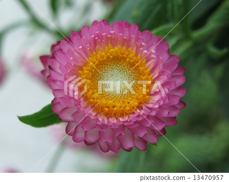 Flower, Nature, Flora Flower, Nature, Flora 13470957