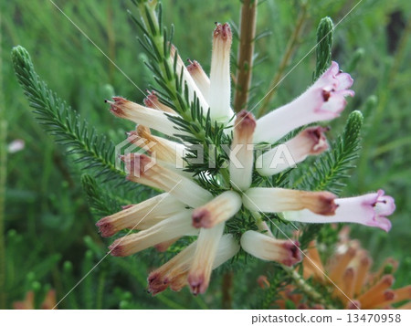 Flower, Nature, Flora Flower, Nature, Flora 13470958